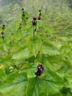 Image of Phlomoides macrophylla (Benth.) Kamelin & Makhm.