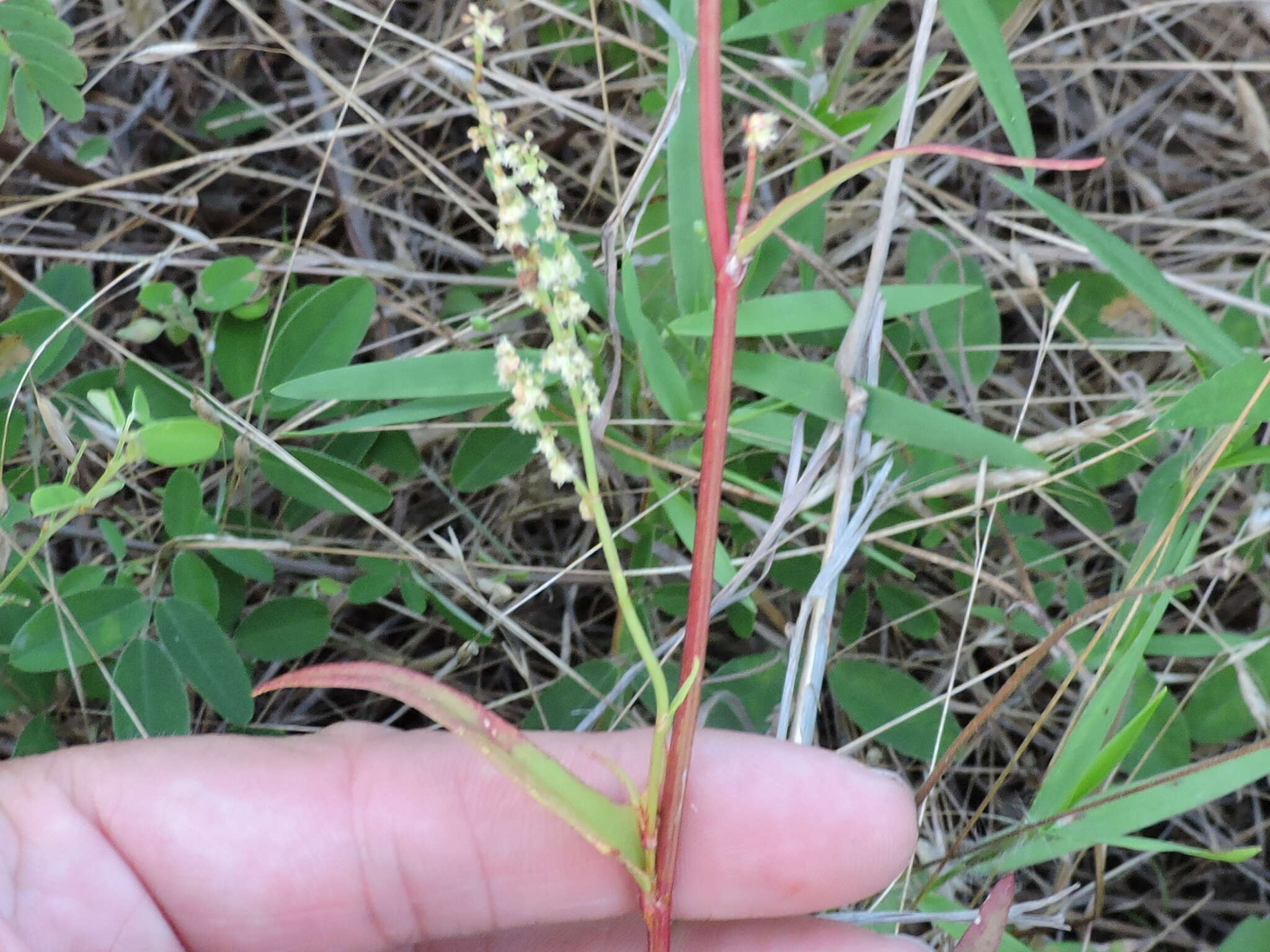 Image de Rumex hastatulus Baldw. apud Ell.