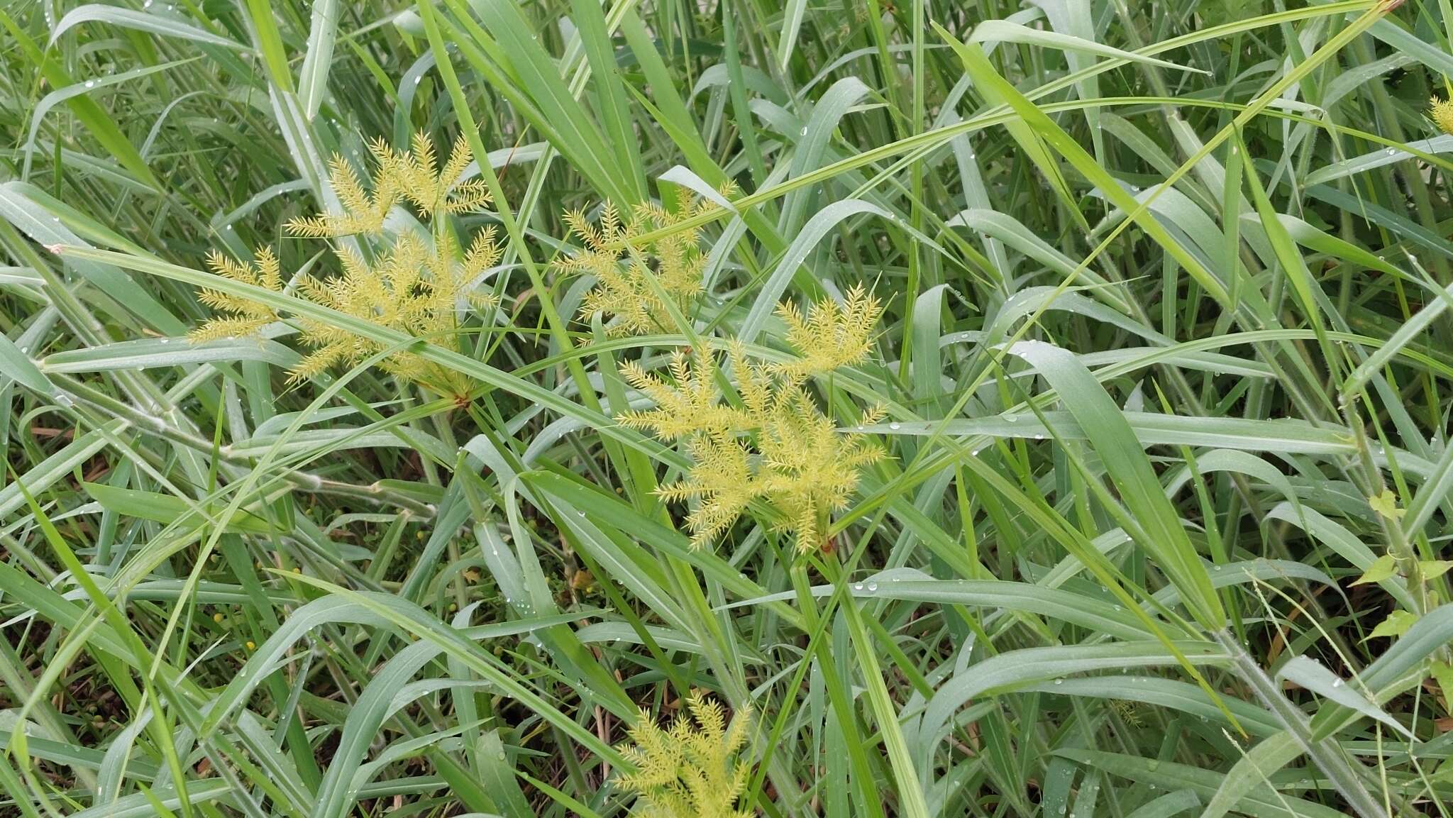 Image of Finger Flat Sedge