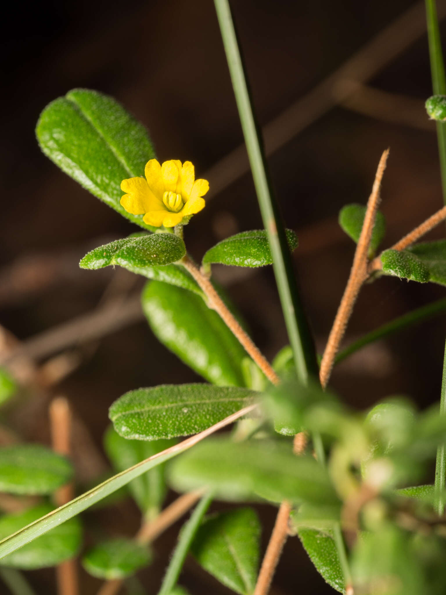 Image of Hibbertia aspera subsp. aspera