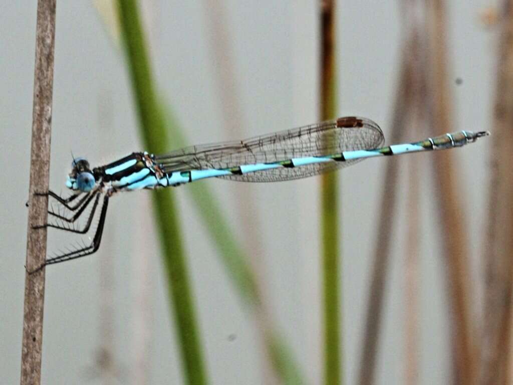 Image of Austrolestes annulosus (Selys 1862)