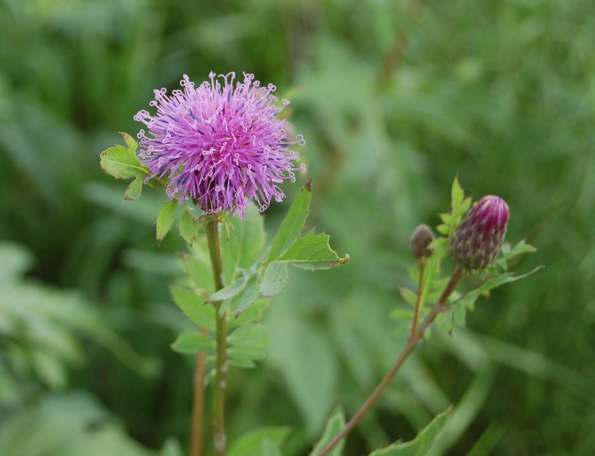 Plancia ëd Serratula coronata L.