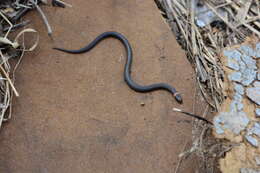 Image of Diadophis punctatus arnyi Kennicott 1859