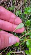 Imagem de Myosotis tenericaulis Petrie.