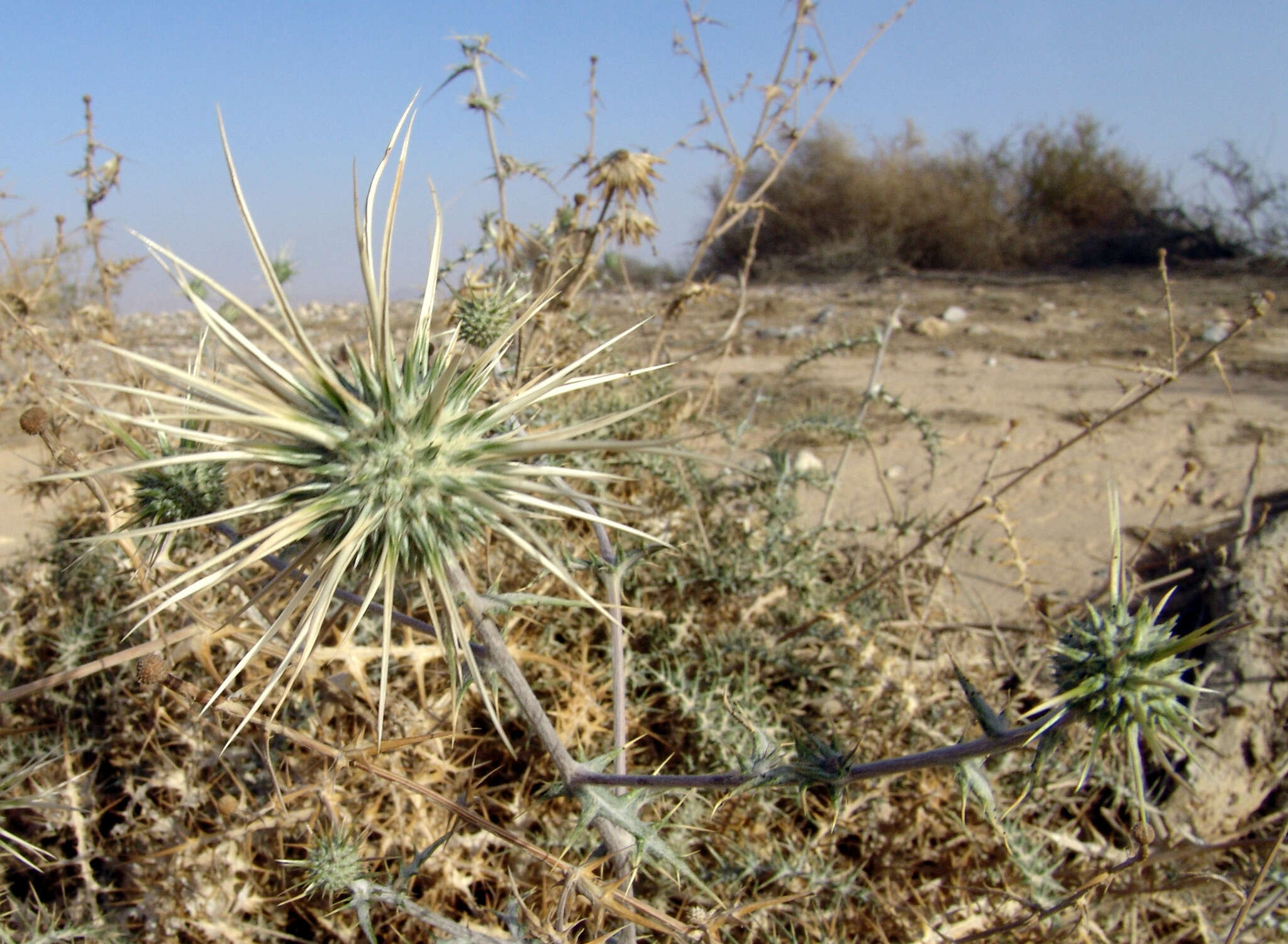 Image of Echinops polyceras Boiss.