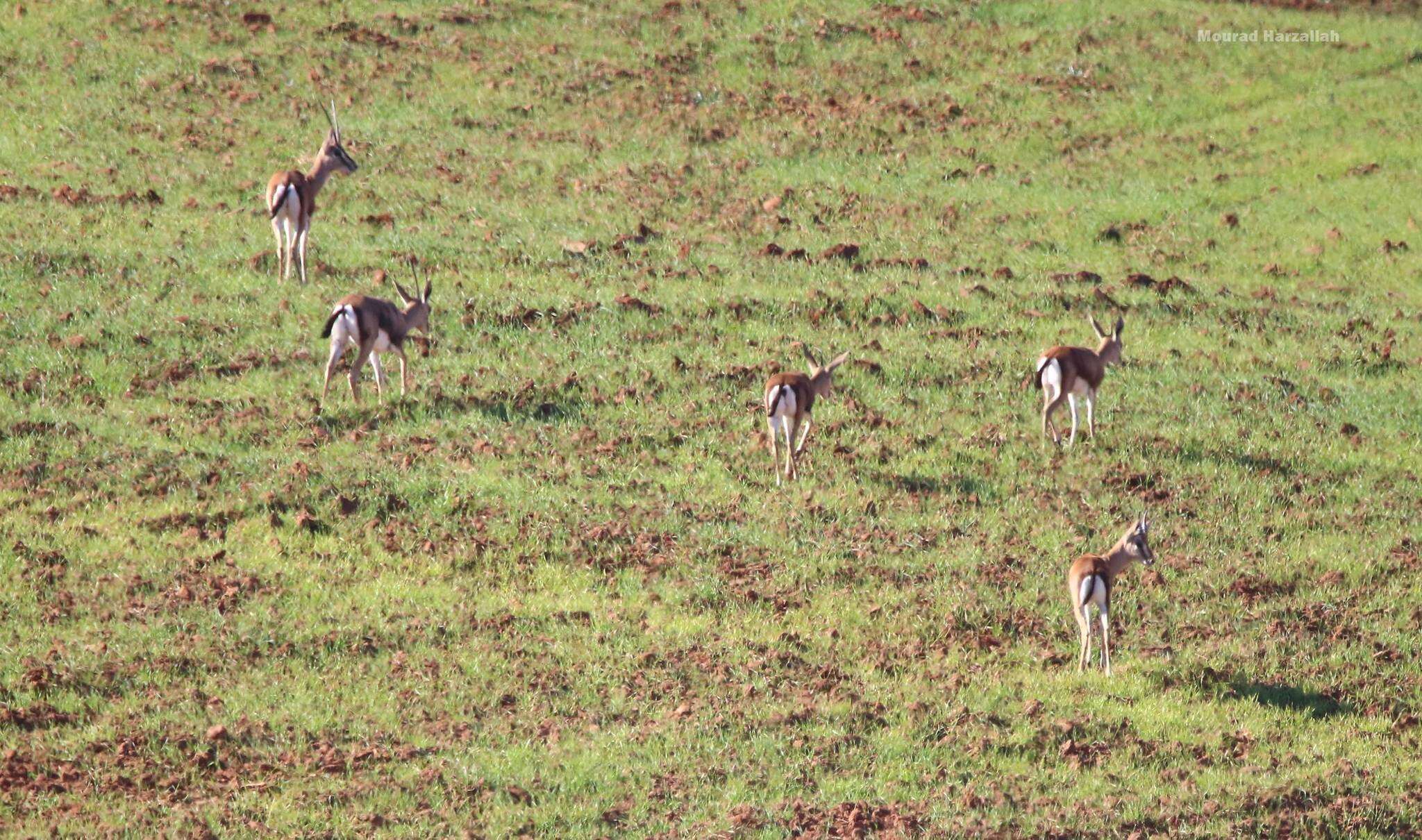 Image of Cuvier's Gazelle