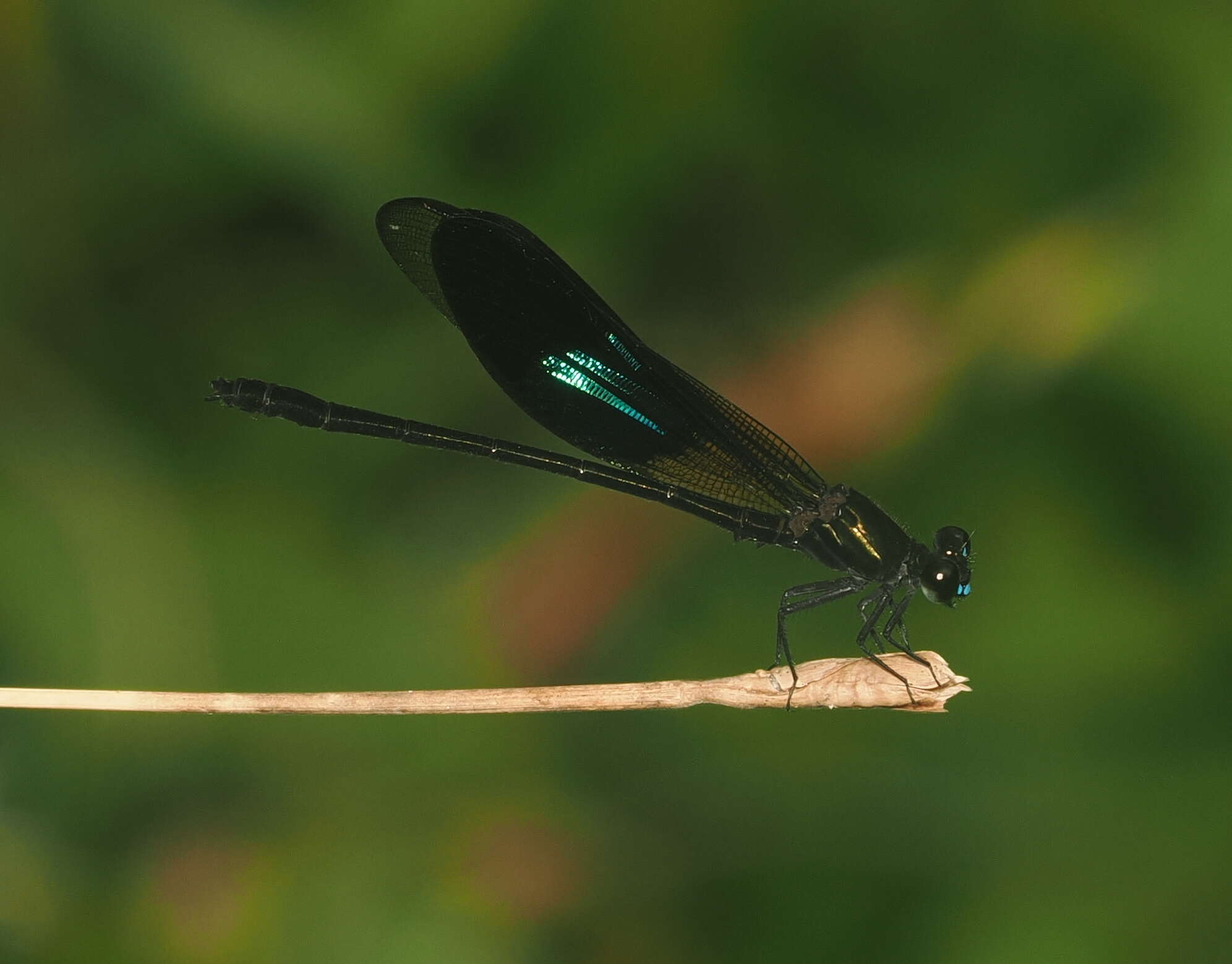 Imagem de Euphaea subcostalis Selys 1873