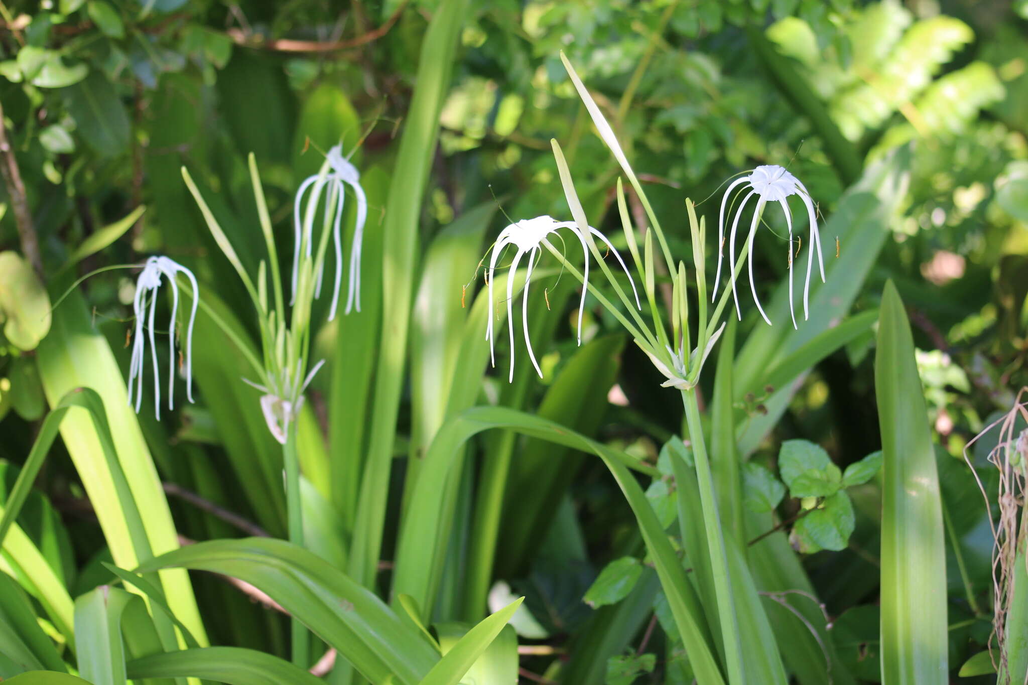 Image of beach spiderlily