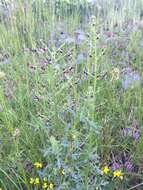 Image of Hopp's figwort