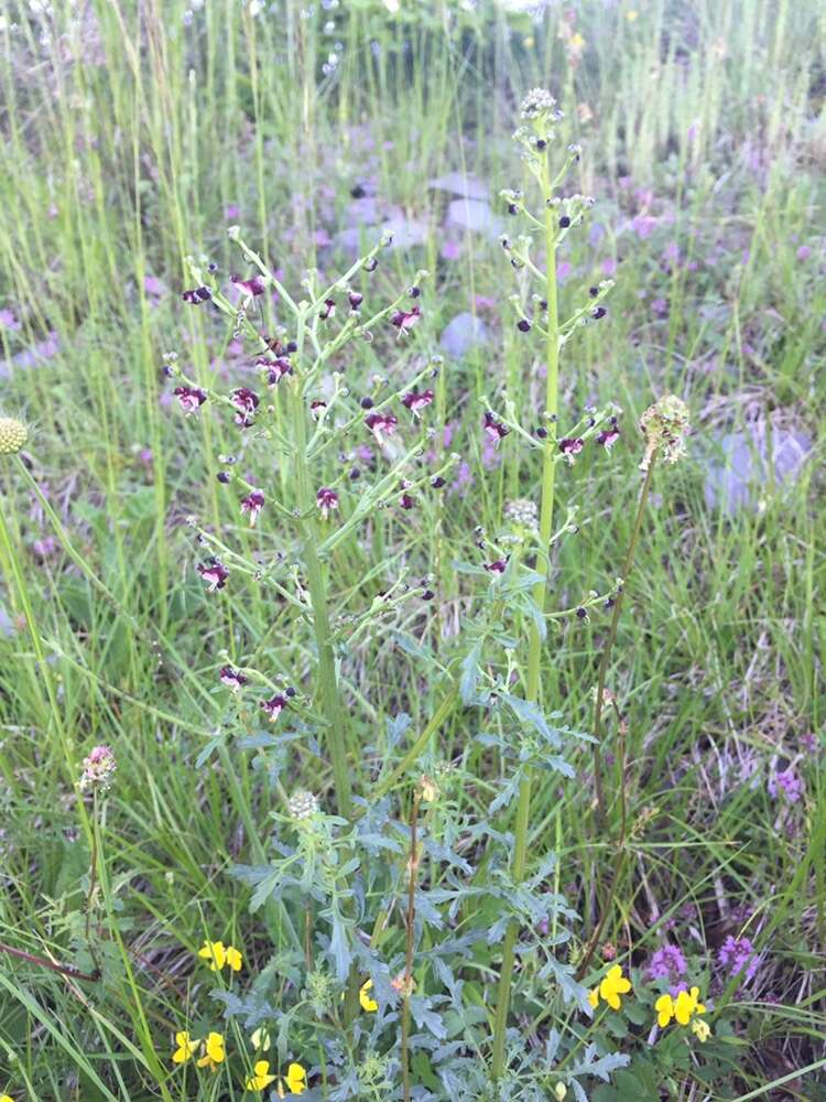 Image of Hopp's figwort