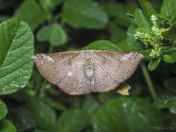 Auzeodes chalybeata Walker 1866 resmi