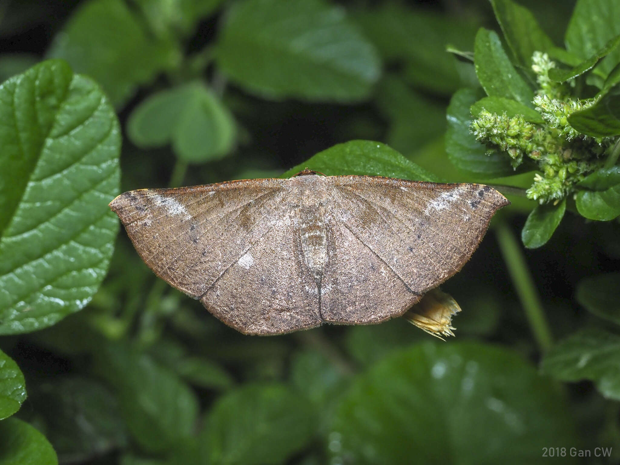 Image of Auzeodes chalybeata Walker 1866