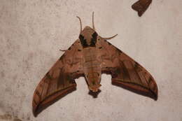 Image de Ambulyx sericeipennis Butler 1875