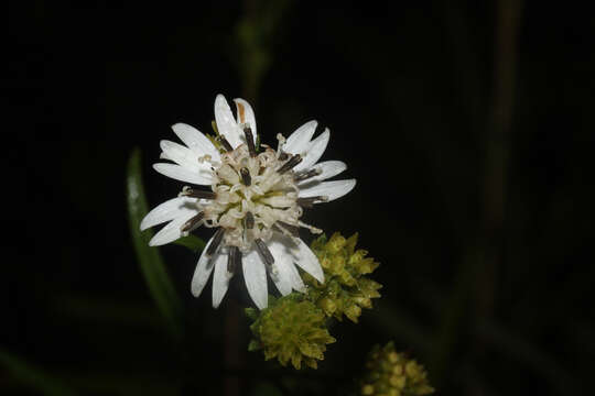 Image of Wedelia cardenasii (H. Rob.) B. L. Turner