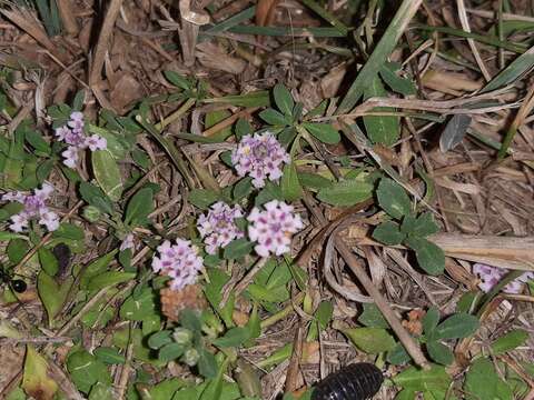 Phyla nodiflora var. minor (Gillies & Hook.) N. O'Leary & Múlgura resmi