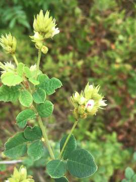 Image de Lespedeza hirta (L.) Hornem.