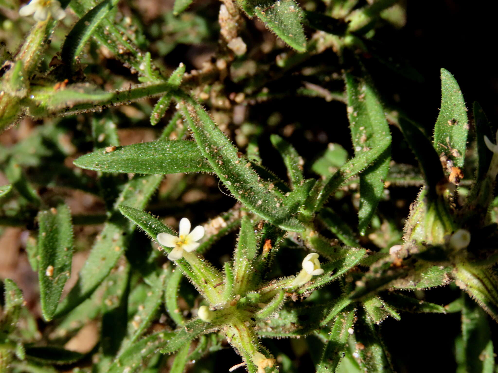 صورة Polycarena silenoides Harv. ex Benth.