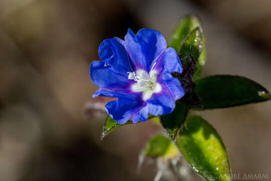 Image of Brazilian dwarf morning-glory