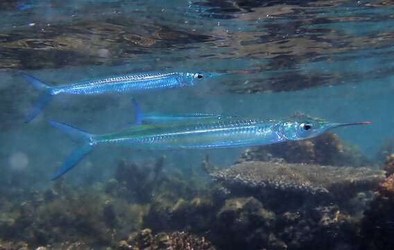 Image of Dussumier's halfbeak