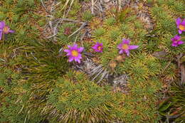 Image of Xenophyllum roseum (Hieron.) V. A. Funk