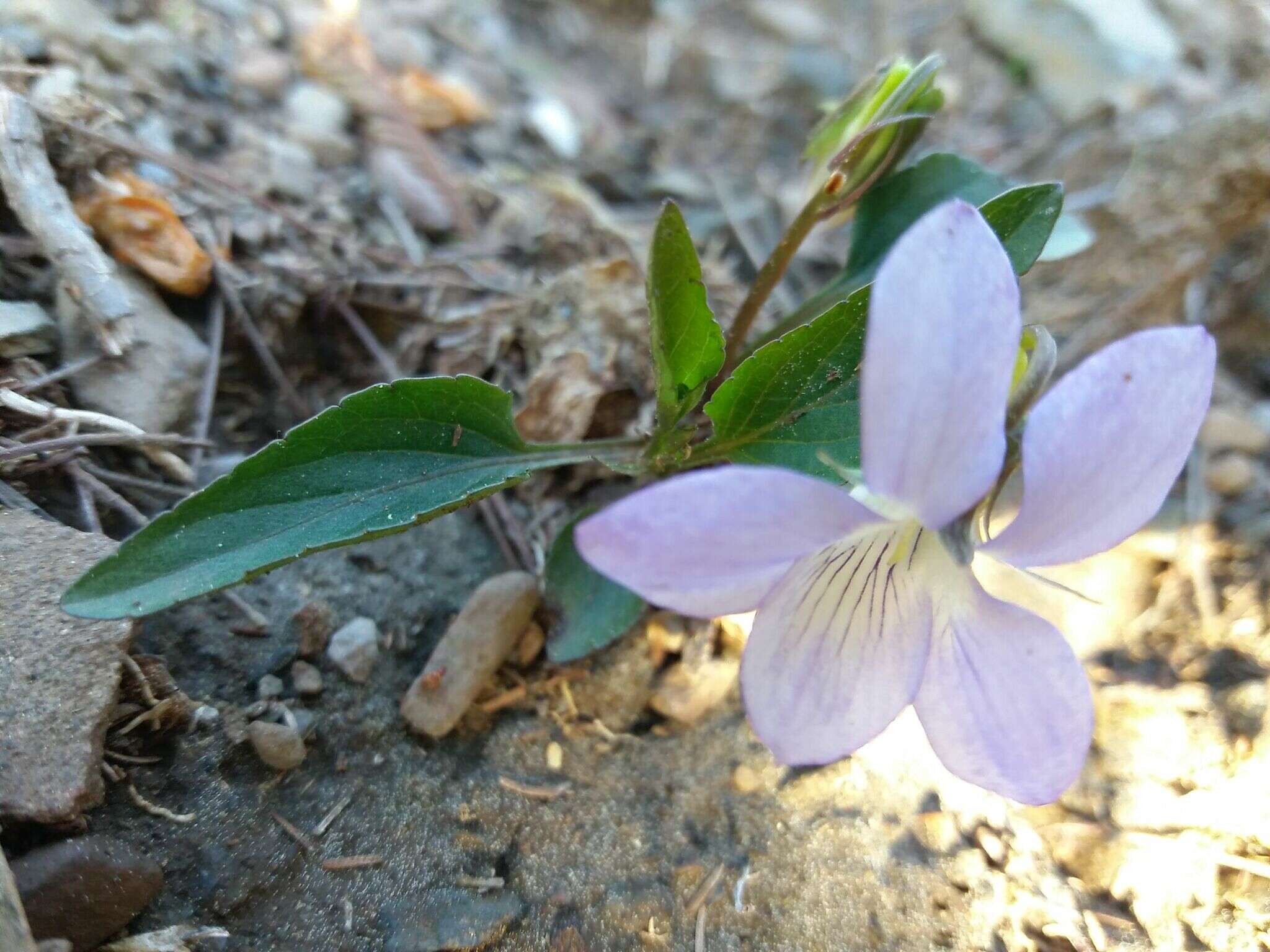 Sivun Viola lactea Sm. kuva
