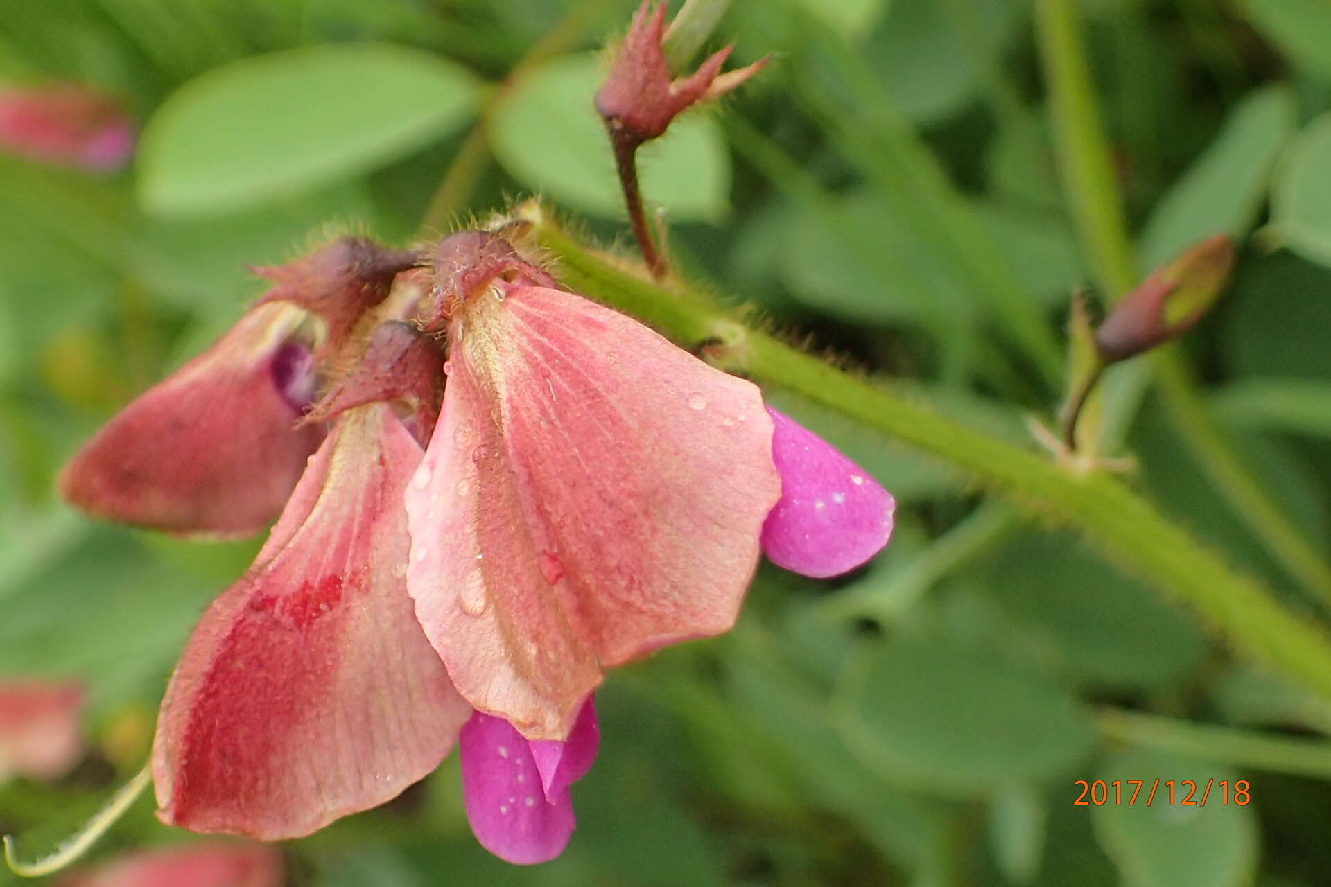 Tephrosia macropoda (E. Mey.) Harv.的圖片