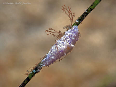 Bunodeopsis globulifera (Duchassaing 1850) resmi