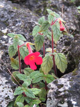 Imagem de Achimenes erecta (Lam.) H. P. Fuchs