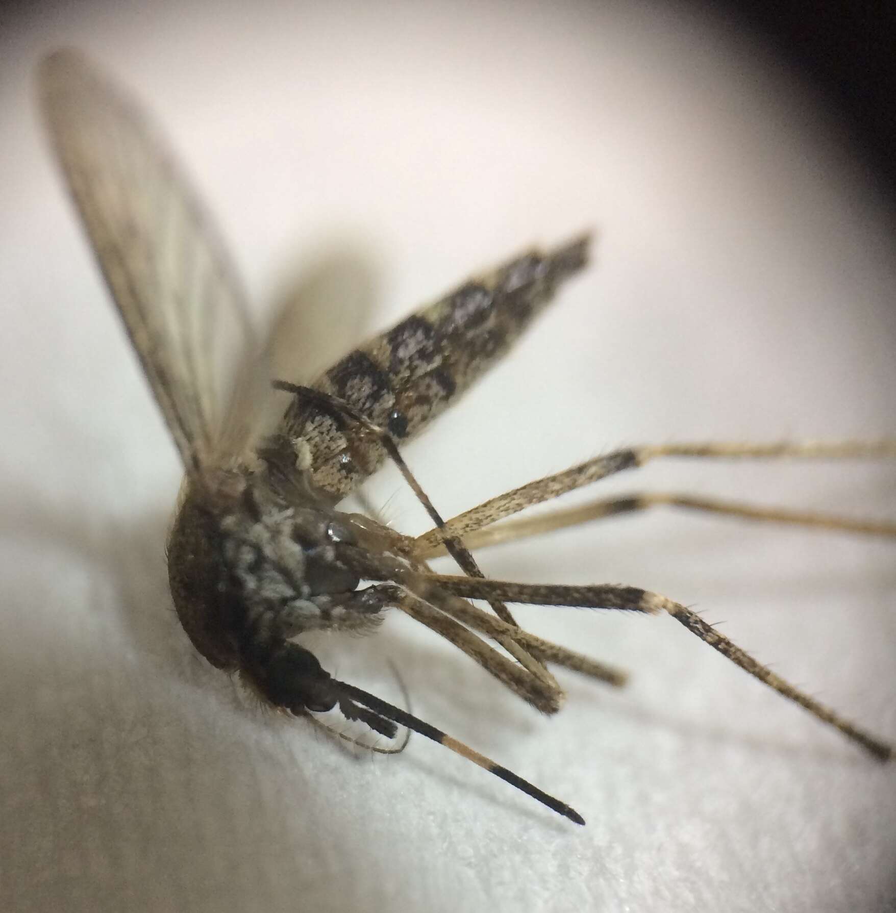 Image de Aedes sollicitans (Walker 1856)