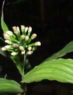 Image of young palm orchid