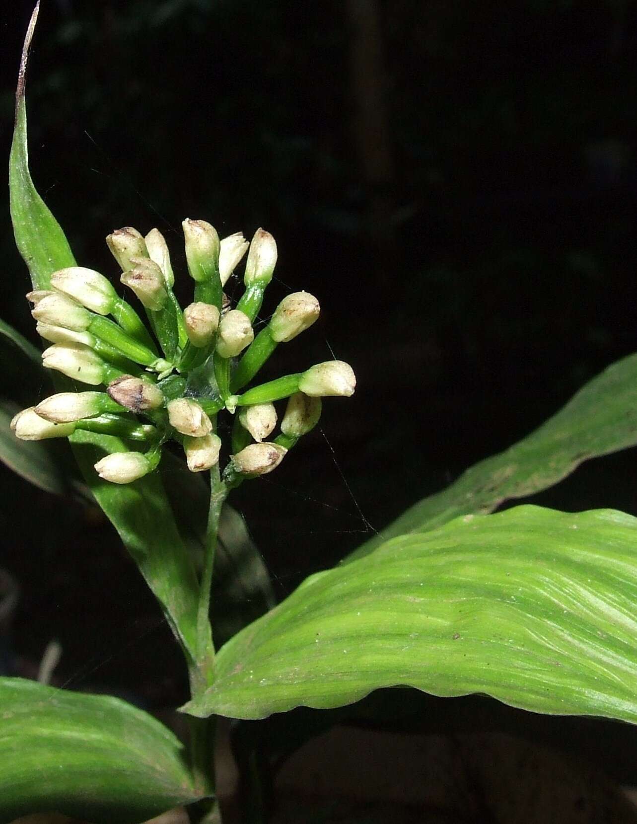 Imagem de Tropidia polystachya (Sw.) Ames