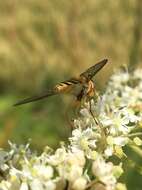 Image de Syrphus ribesii (Linnaeus 1758)