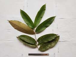 Image of Parinari parvifolia Sandw.