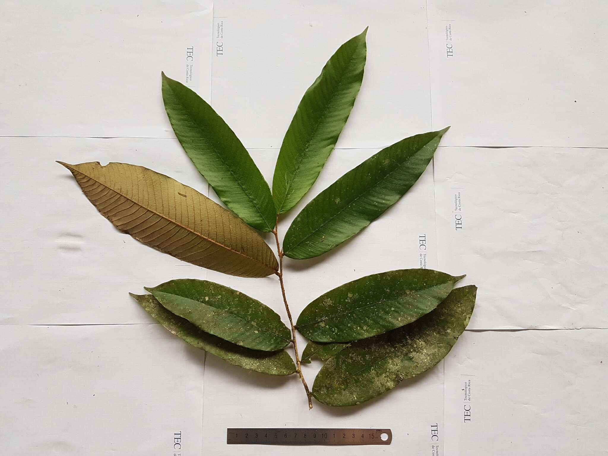 Image of Parinari parvifolia Sandw.