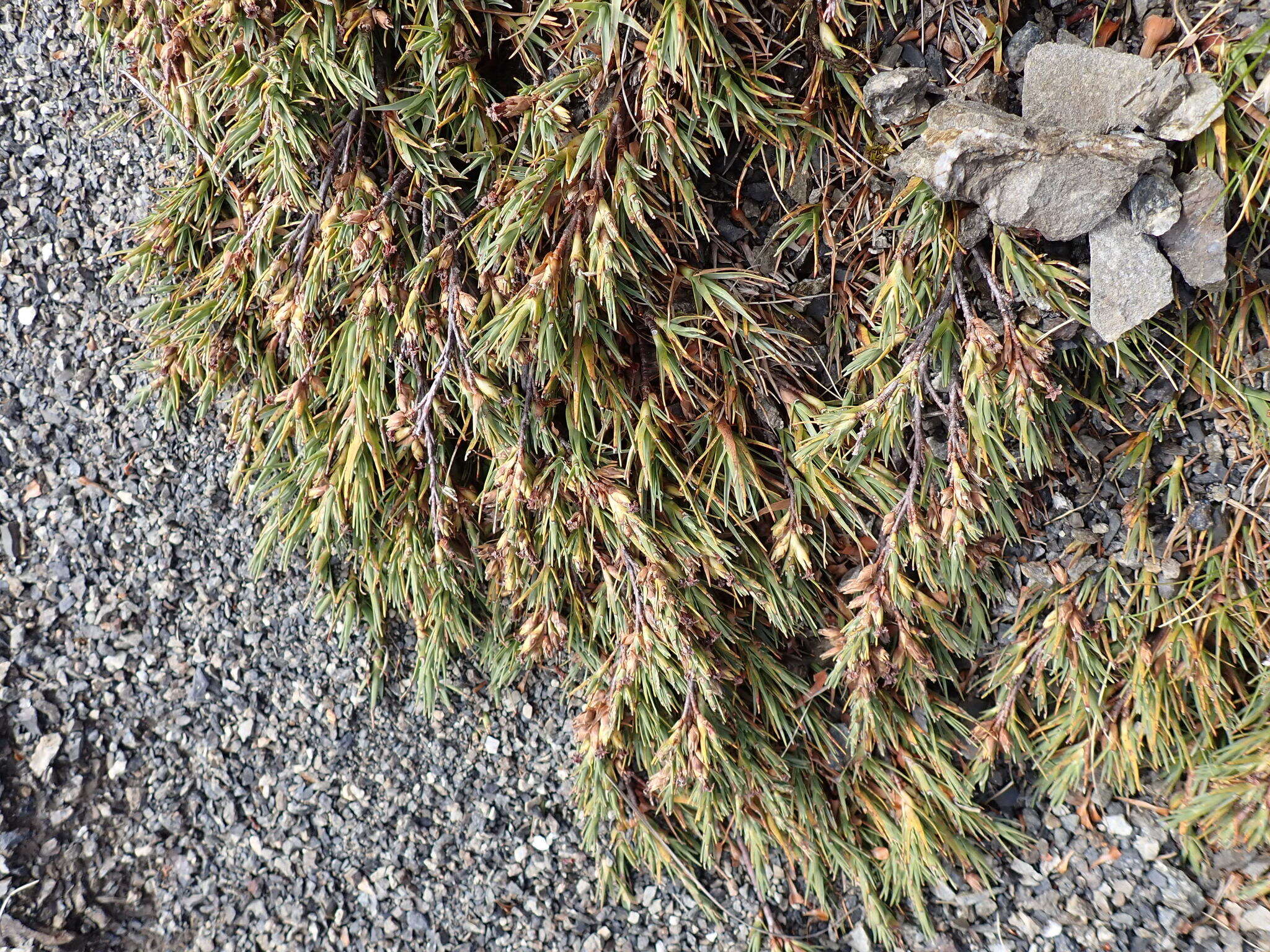 Слика од Dracophyllum kirkii Berggr.