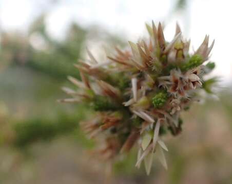 Слика од Calytrix achaeta (F. Müll.) Benth.