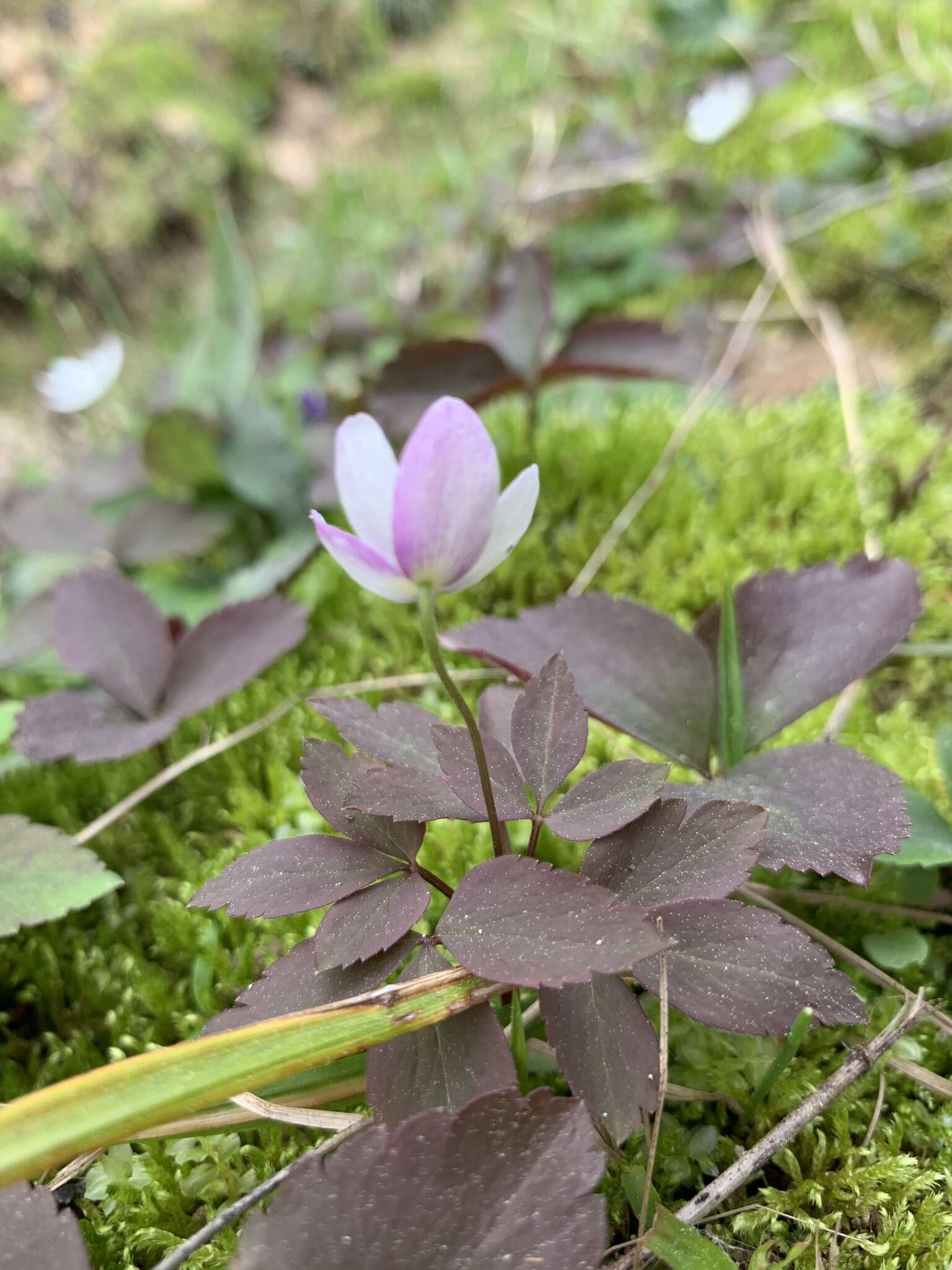 Слика од Anemone lancifolia Pursh