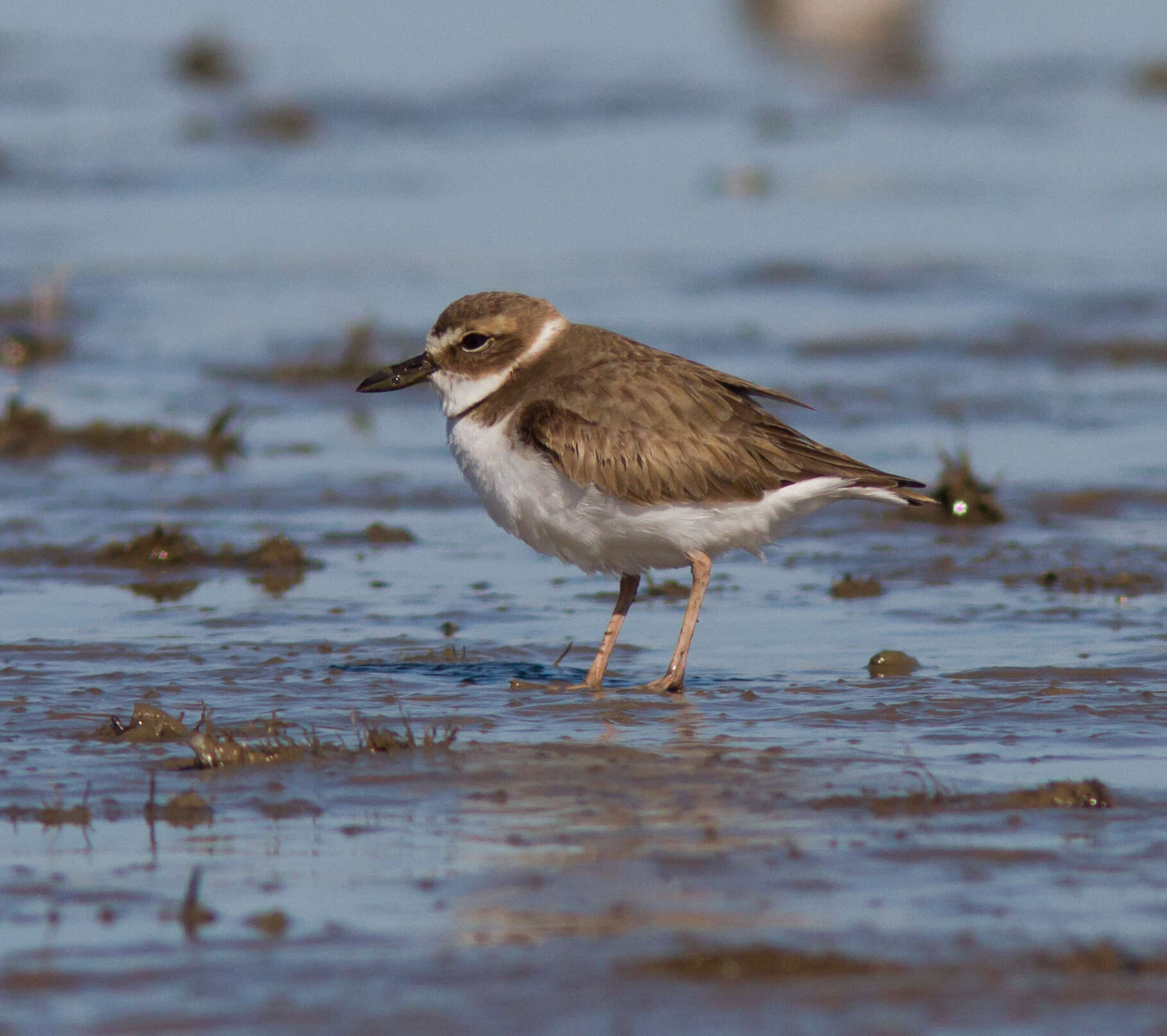 Charadrius wilsonia Ord 1814 resmi