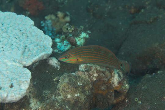 Halichoeres melanurus (Bleeker 1851) resmi