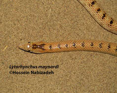 Image of Maynard's Longnose Sand Snake