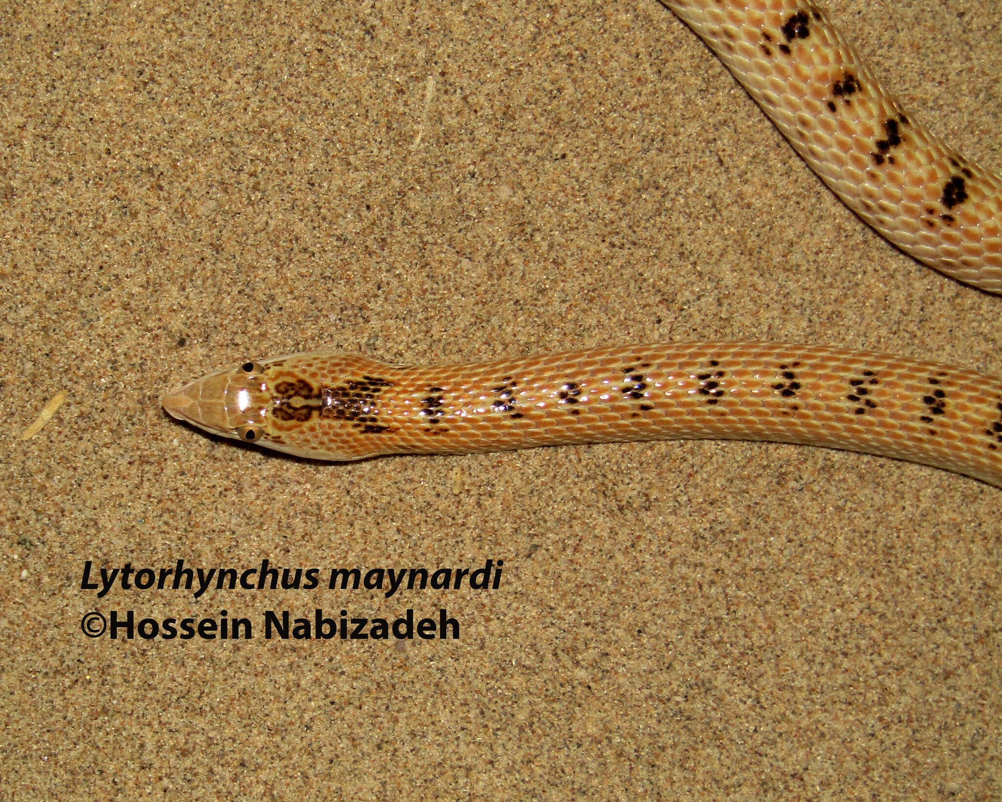 Image of Maynard's Longnose Sand Snake