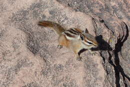 Image of Uinta Chipmunk