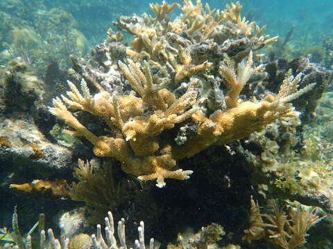 Image of Eight-ray finger coral