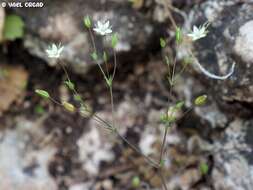 صورة Sabulina tenuifolia (L.) Rchb.