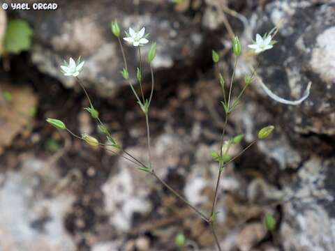 Image of Sabulina tenuifolia (L.) Rchb.