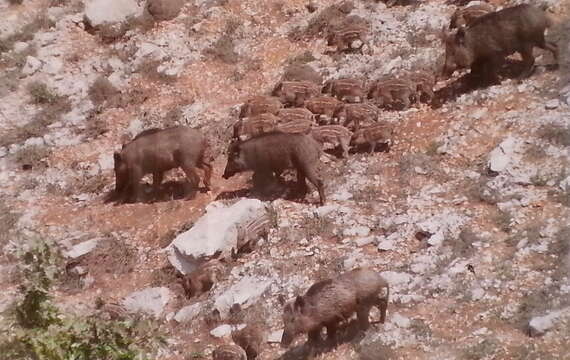 Image of Sus scrofa libycus Gray 1868