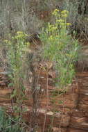 Plancia ëd Senecio microglossus DC.