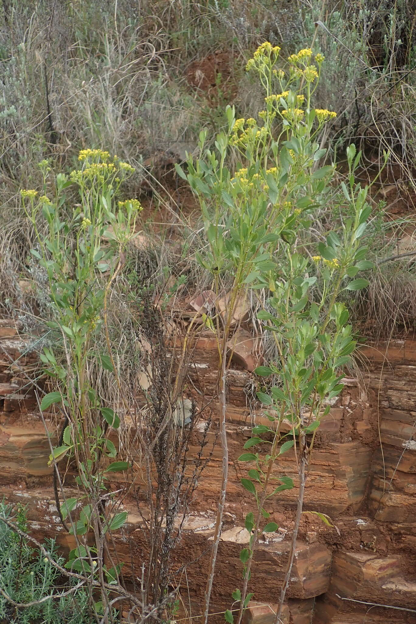 Plancia ëd Senecio microglossus DC.