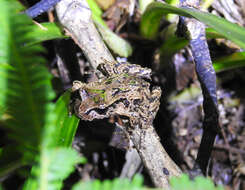 Image of New Zealand primitive frogs