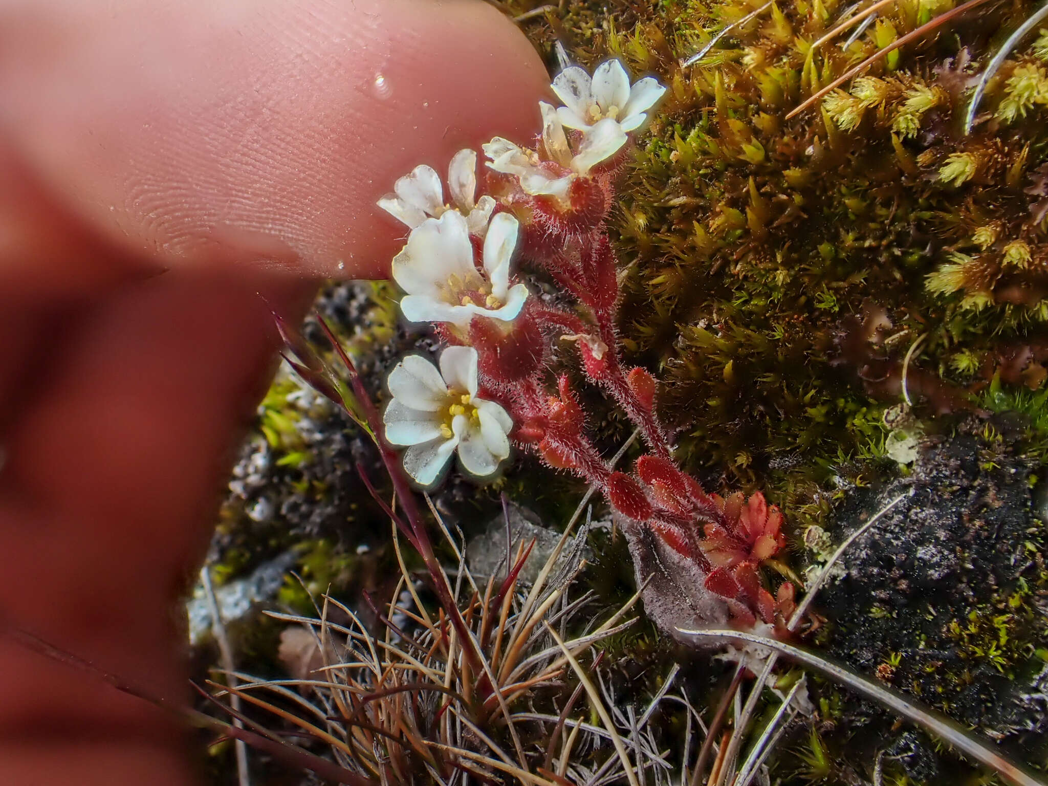 Imagem de Saxifraga adscendens subsp. oregonensis (Raf.) Bacig.